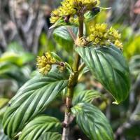 Hedyotis marginata (Thwaites ex Trimen) Alston